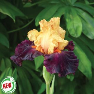 Idol Iris Thumbnail
